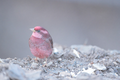 Procarduelis nipalensis