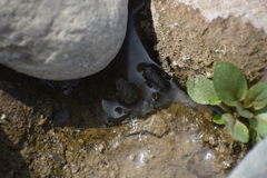 Rhinella limensis