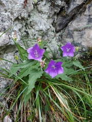 Campanula carpatica