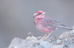 Procarduelis nipalensis