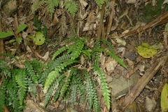 Blechnum membranaceum