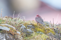 Procarduelis nipalensis