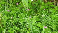 Geranium palustre