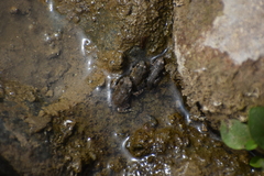 Rhinella limensis