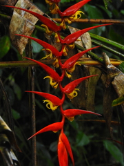 Heliconia dielsiana