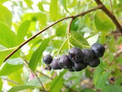 Aronia melanocarpa
