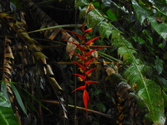 Heliconia dielsiana