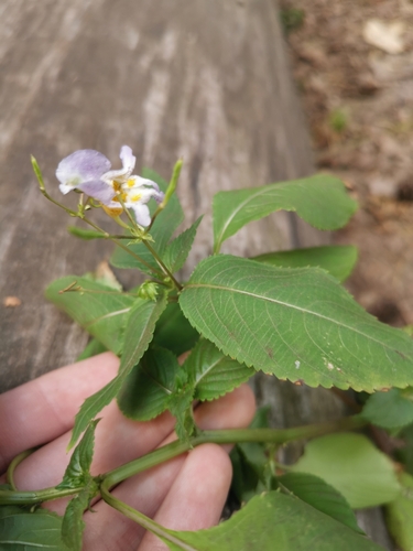 Image of Impatiens edgeworthii by (c) Alexis Tinker-Tsavalas, some rights reserved (CC BY)