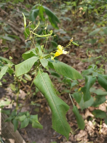 Image of Impatiens edgeworthii by (c) Alexis Tinker-Tsavalas, some rights reserved (CC BY)