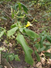 Impatiens edgeworthii