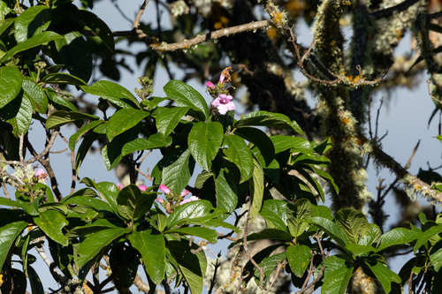 Delostoma integrifolium
