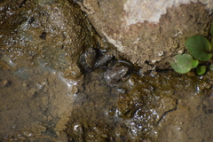 Rhinella limensis