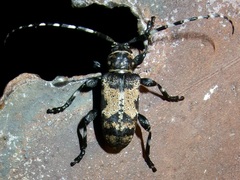 Coenopoeus palmeri