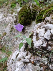 Campanula carpatica