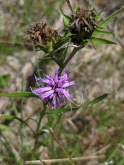 Liatris squarrosa