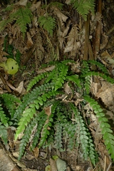 Blechnum membranaceum