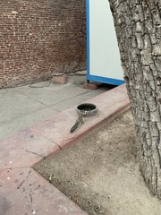 Funambulus pennantii