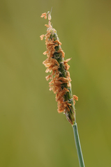 Alopecurus geniculatus