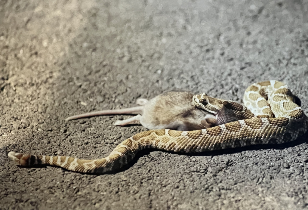 Northern Pacific Rattlesnake from Placer County, CA, USA on August 09