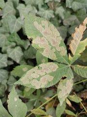 Cameraria ohridella