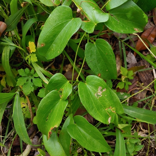Dioscorea cordata (Dioscorea cordata)