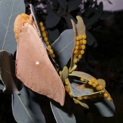 Anisota oslari