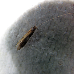 Mystacides longicornis