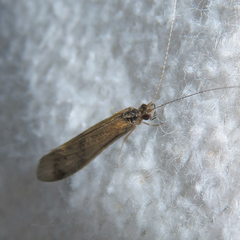 Mystacides longicornis