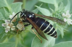 Vespula consobrina
