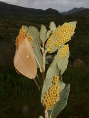Anisota oslari