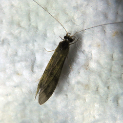 Mystacides longicornis