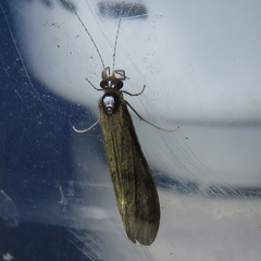 Mystacides longicornis