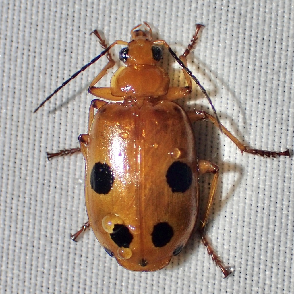 Lebia balli