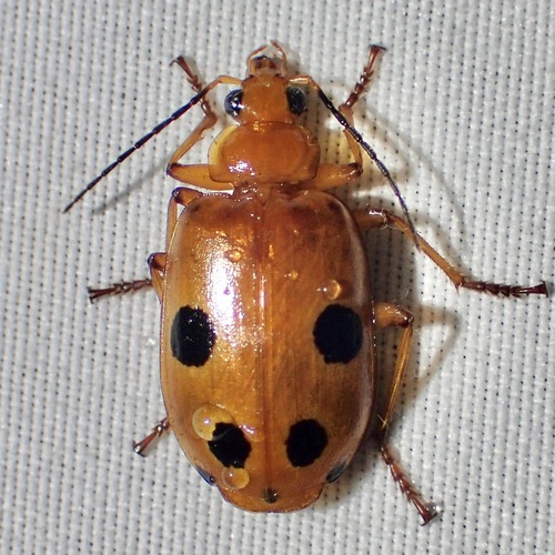 Lebia balli
