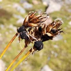 Anthracoidea curvulae