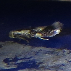 Stigmella trimaculella