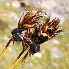 Anthracoidea curvulae