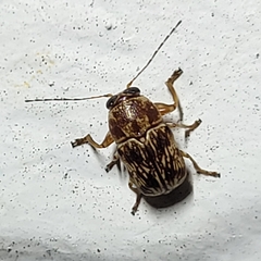 Pachybrachis turbidus