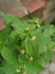 Galinsoga parviflora