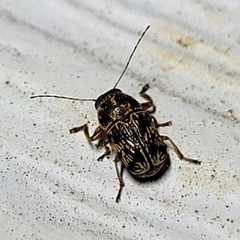 Pachybrachis turbidus