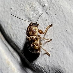 Pachybrachis turbidus