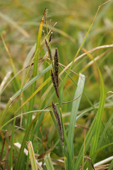 Carex ternaria