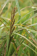 Carex ternaria