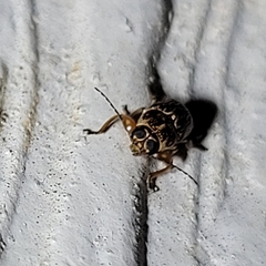 Pachybrachis turbidus