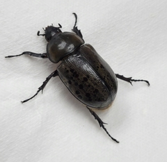 Dynastes tityus