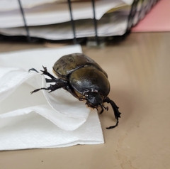 Dynastes tityus