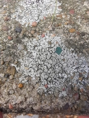 Protoparmeliopsis muralis