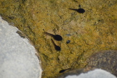 Rhinella limensis