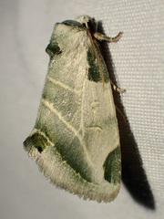 Heminocloa mirabilis