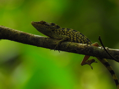 Anolis huilae